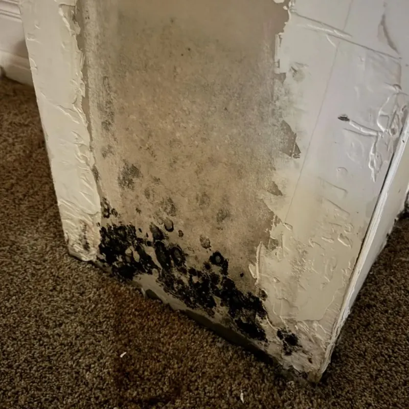 Professional Mold Removal in Four Corners, TX